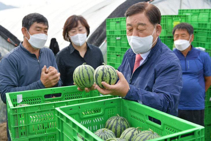 애플수박 첫 출하현장3