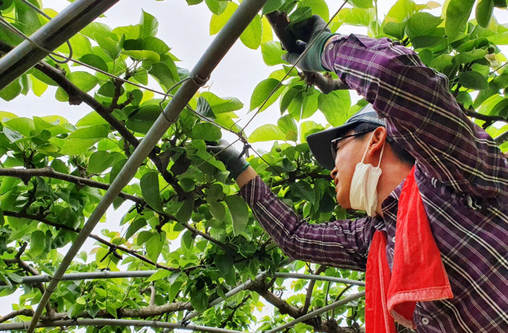 사본 -나주시, 농촌 일손 돕기(나주배 적과 작업)1