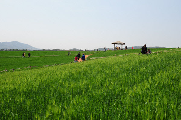 고창 청보리밭(2)