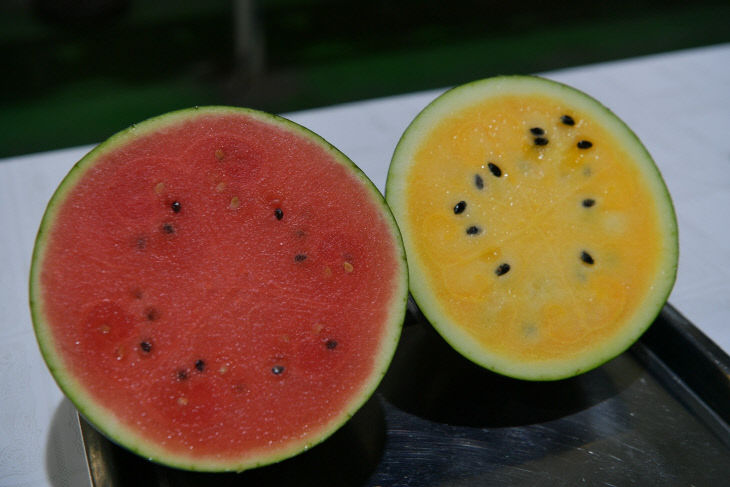 소형 흑피수박과 블랙망고수박