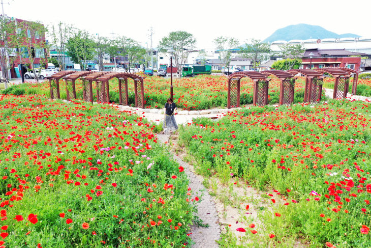 220613보도자료(산소카페 청송군을 붉게 물들인 ‘꽃양귀비’[