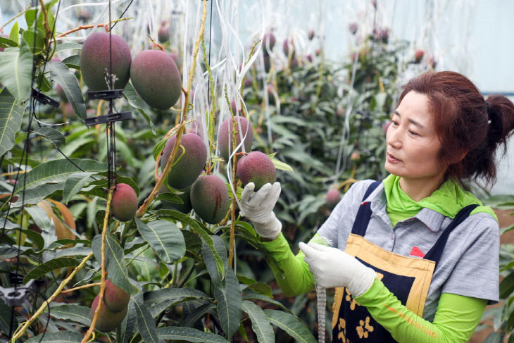 장흥군 애플망고 (2)
