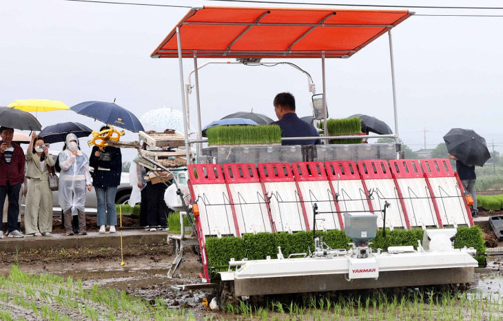 직진자율이앙기 이용 모내기 연시