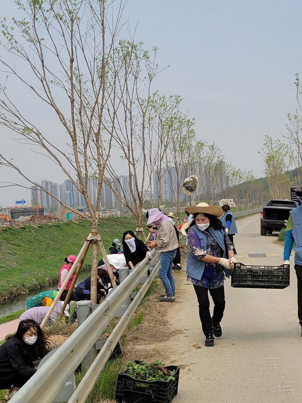 1서구, ‘하천에 생태교란종 제거하고 자생식물 심는다’ (2)