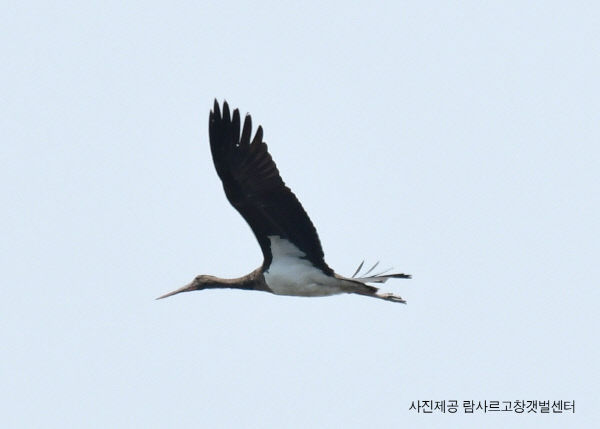 먹황새 발견(사진제공 람사르고창갯벌센터)수정