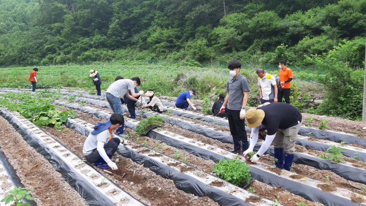 초평면 행정복지센터 봉사활동 사진