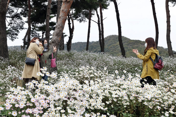 0720 ‘정읍 구절초 테마공원