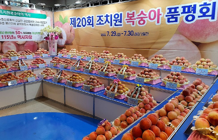복숭아품평회_복숭아품평회(농업기술센터)_4