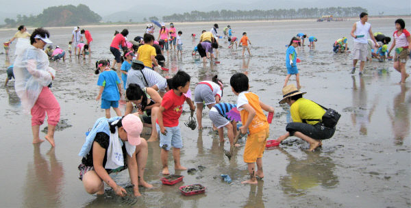 고창 갯벌축제(2019년 자료사진_조개캐기)