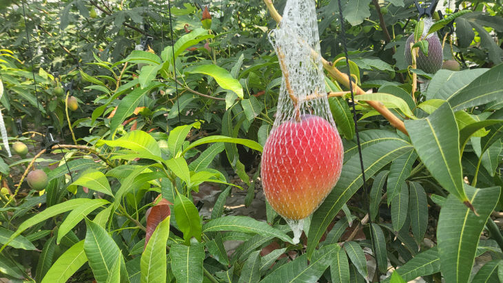 사진1)수확을 앞둔 애플망고