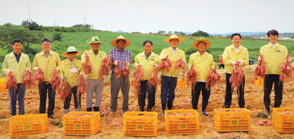 고창군 황토땅에서 자란 달콤한 _고구마_ 첫 수확