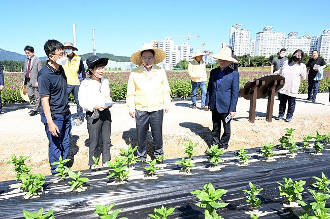 강수현 양주시장,'천만송이 천일홍의 향연'양주나리농원 개장