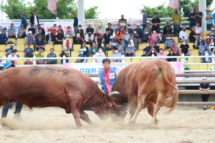 갑두와 강투 재격돌 의령 추석 소힘겨루기대회 개최)