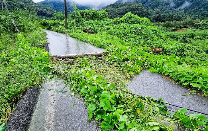 1._전동면_솔티로(393-28)_한전주_전도_및_전기선_늘어짐