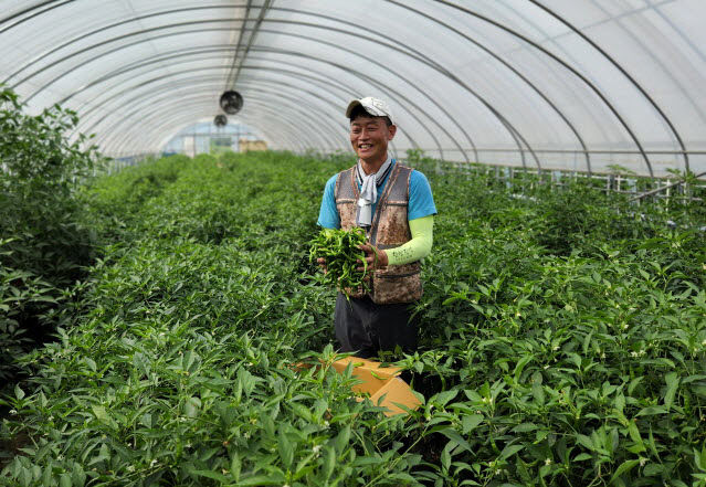 사본 -사본 -(사진1) 꽈리고추 재배 사진