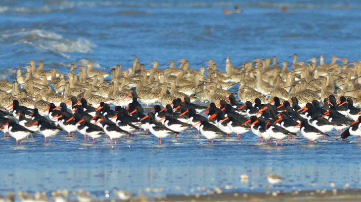 서천갯벌을 찾아 온 검은머리물떼새와 알락꼬리마도요