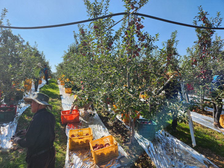 농정유통과 농촌 일손돕기 모습