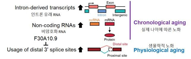 RNA