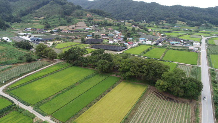 사진1.괴산문법리느티나무마을숲