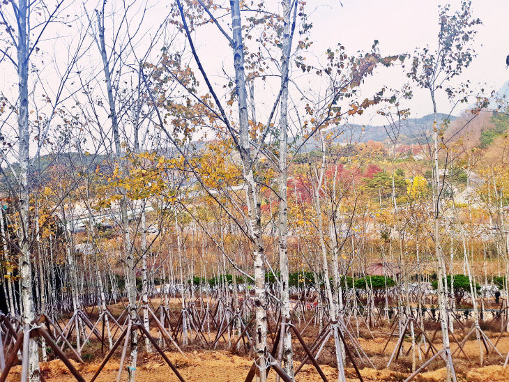 고창 모로비리공원 자작나무숲 (1)