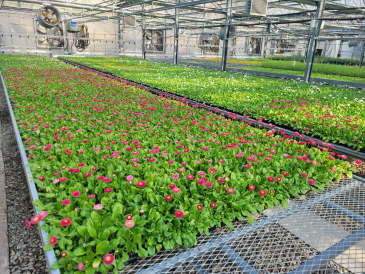 사진6)농업기술센터 유리온실 시설에 있는 봄꽃 모습 (2)