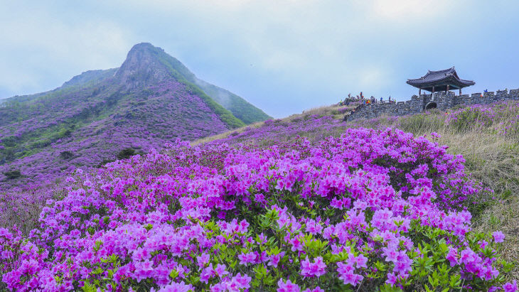 산청 황매산 철쭉