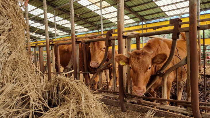 사본 -(사진1) 한우농가2