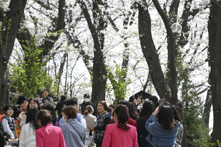 4.2 보도자료사진(대전 중구, 테미공원에 내린 꽃비의 향연 (4)