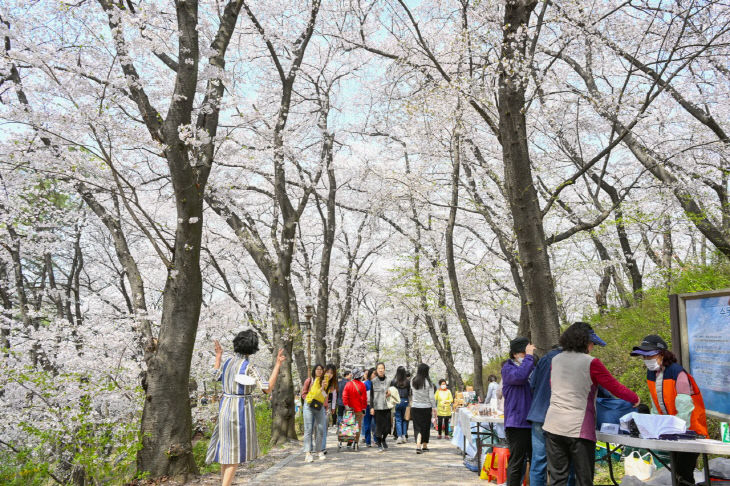 4.2 보도자료사진(대전 중구, 테미공원에 내린 꽃비의 향연 (6)