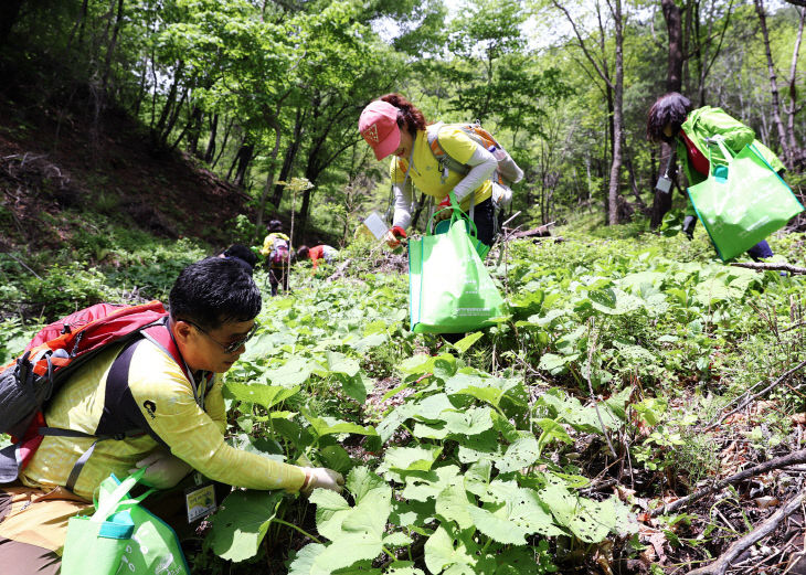 영양 산나물축제3 산나물체험 (2)