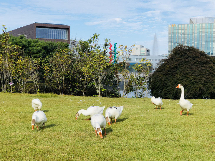 KAIST 전경3