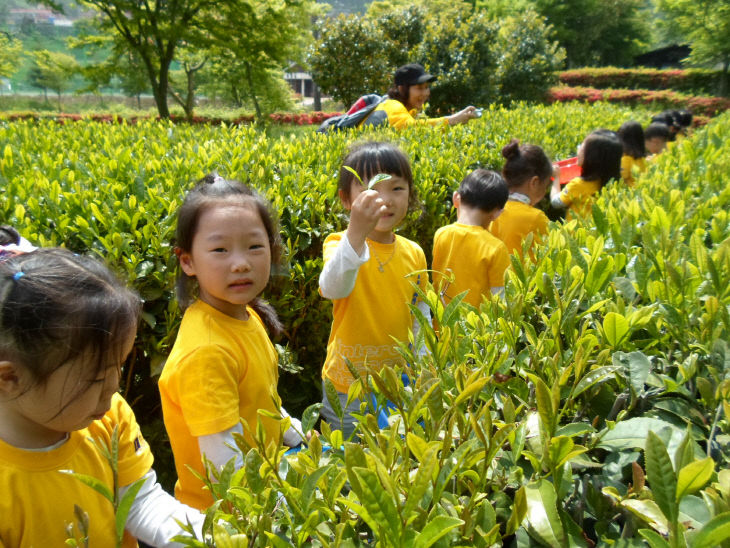 26-두륜산 녹차체험장 채엽(자료사진)