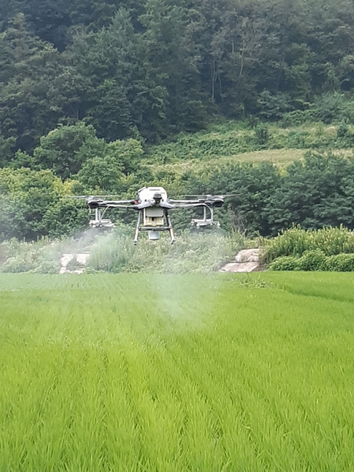 220726_수도작 드론항공방제로 병해충 방지_농업기술센터 (1)