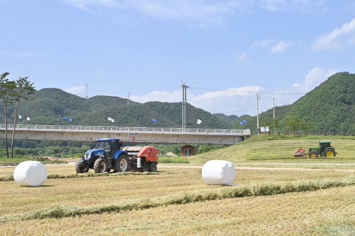 230602보도자료(청송정원, 풍성한 황금물결 청보리 수확[