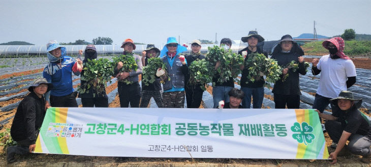 고창군 4-H연합회, 공동과제포 고구마 심기 (1)