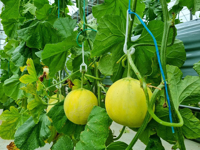 양주시, 애플 멜론 첫 수확…경기도 최초 재배