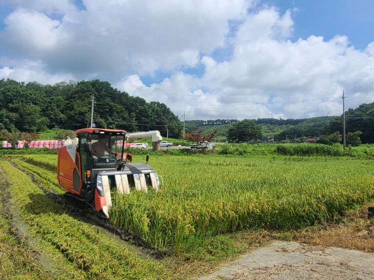 올해 첫 벼베기 모습