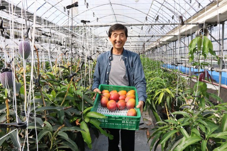 사진1)한백베리농원 망고 재배 모습 (2)