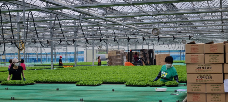 청양군, 우량 배추 모종 110만 주 공급