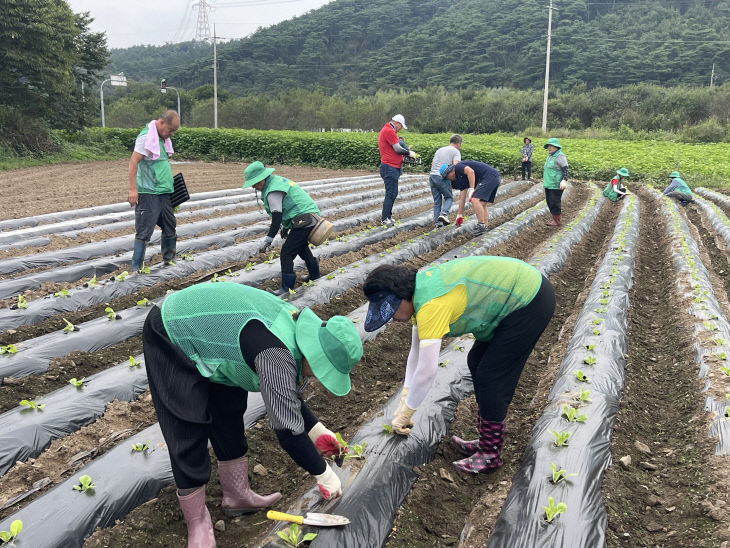 1. 성연면 새마을 배추심기(1)