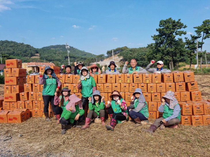 1. 새마을 고구마캐기1