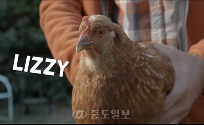 유튜브 화재 신기한 닭머리 카메라