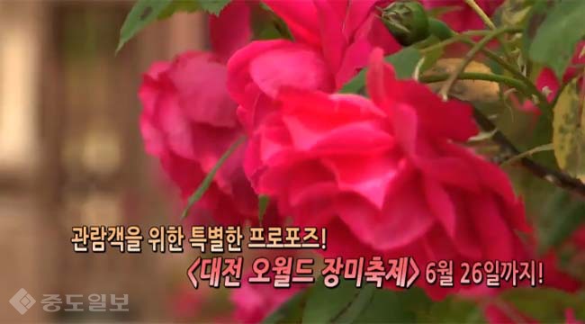 대전 오월드가 준비한 특별한 프로포즈!