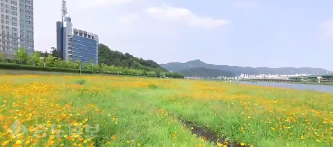 하늘에서 본 대전, 코스모스-금계국 어우러진 갑천 코스모스 꽃길