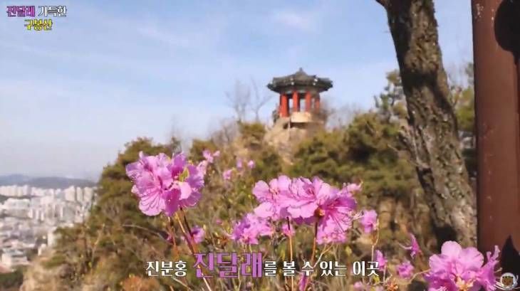  대전 `구봉산` 진달래 봄꽃명소