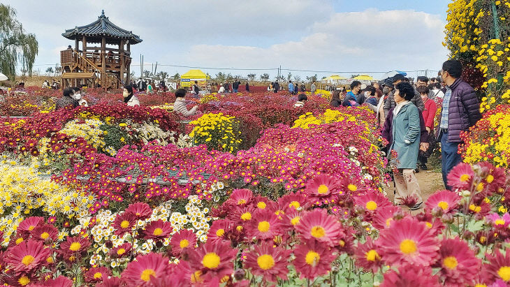 1. 제23회 서산국화축제 모습2