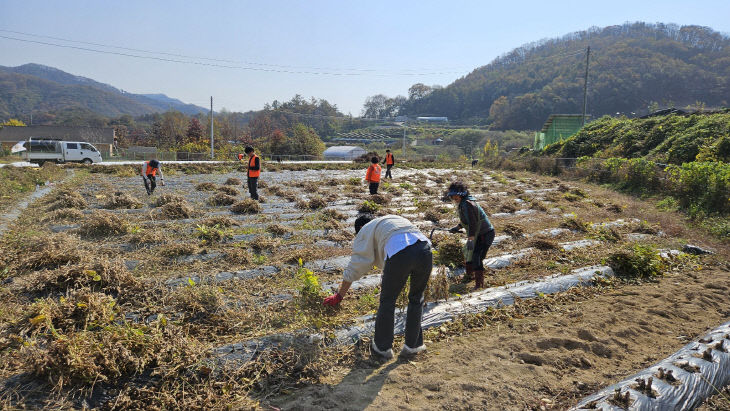 소이면 직원 농촌일손돕기 (2)