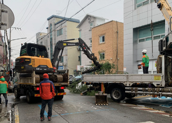 신관동 위험목 제거