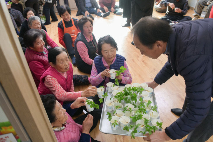 스마트 경로당 스마트팜 새싹인삼 시식회