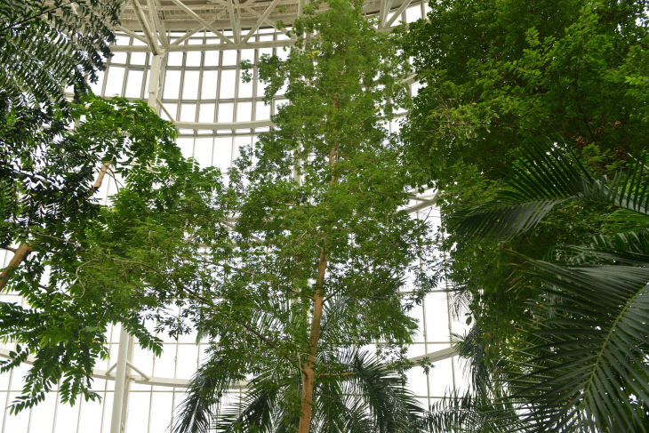 국립생태원 열대관의 케이폭나무